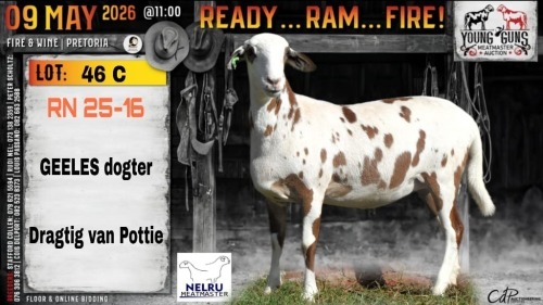 1 X MEATMASTER RECORDED PREGNANT EWE Nelru Meatmasters