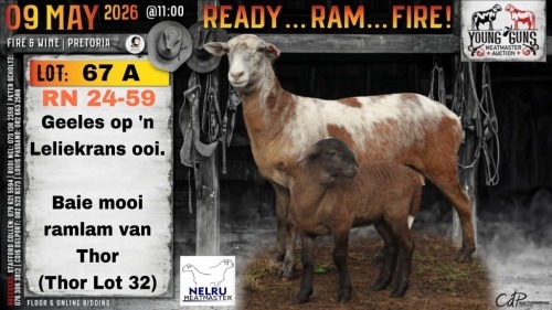 1+1 X MEATMASTER RECORDED EWE Nelru Meatmasters