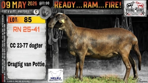 1+1 X MEATMASTER RECORDED EWE Nelru Meatmasters