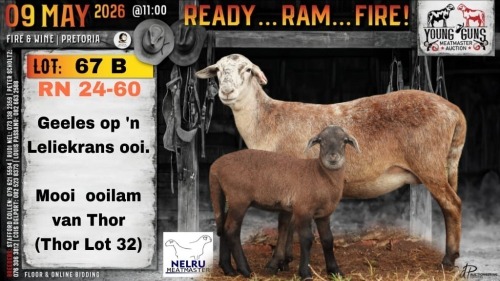 1+1 X MEATMASTER RECORDED EWE Nelru Meatmasters