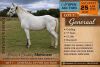 1 X BOERPERD GENERAAL GELDING GUSTAV COMBRINK