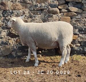 1X EWE JC200029 JANCOR IDF STOET