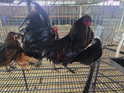2+5 X KAPPOKIES ROOSTER & HEN LEANDRI DU TOIT