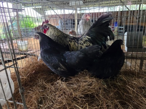 3 X KAPPOKIES ROOSTER & HEN LEANDRI DU TOIT