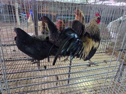 3 X KAPPOKIES ROOSTER & HEN LEANDRI DU TOIT