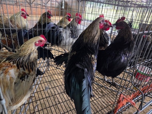 5 X KAPPOKIES ROOSTER LEANDRI DU TOIT