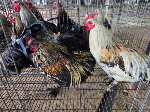 5 X KAPPOKIES ROOSTER LEANDRI DU TOIT