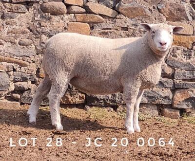 1X EWE JC200064 JANCOR IDF STOET