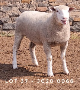 1X EWE JC200066 JANCOR IDF STOET