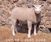 1X EWE JC200008 JANCOR IDF STOET