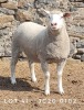 1X EWE JC200102 JANCOR IDF STOET