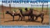 LOT 53 2X MEATMASTER OOI/EWE DAY TO DAY MEATMASTERS - 2