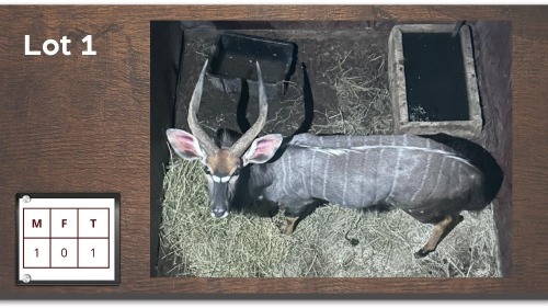 1X NYALA M:1
