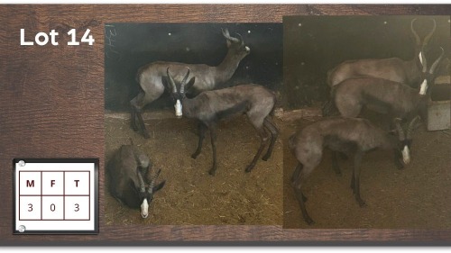 3X SWART SPRINGBOK M:3 (Per Piece to take the lot/Per stuk om lot te neem)