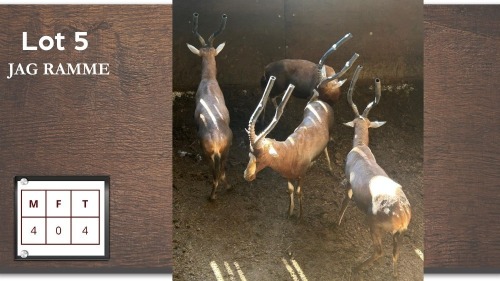 4X BLESBOK M:4 (Per Piece to take the lot/Per stuk om lot te neem)