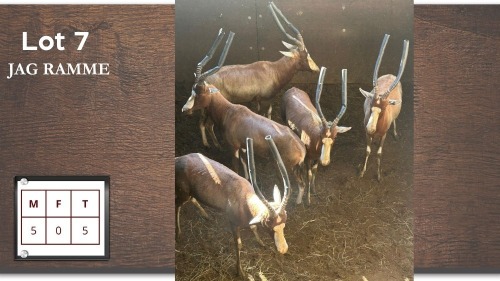 5X BLESBOK M:5 (Per Piece to take the lot/Per stuk om lot te neem)