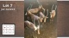 5X BLESBOK M:5 (Per Piece to take the lot/Per stuk om lot te neem)