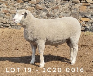 1X EWE JC200016 JANCOR IDF STOET