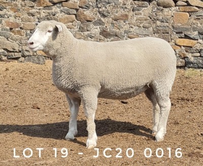 1X EWE JC200016 JANCOR IDF STOET