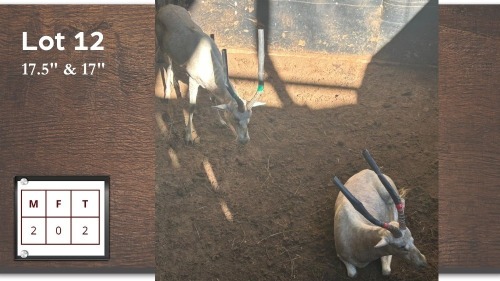 2X WIT BLESBOK M:2 (Per Piece to take the lot/Per stuk om lot te neem)
