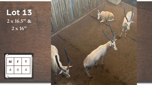4X WIT BLESBOK M:4 (Per Piece to take the lot/Per stuk om lot te neem)