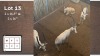 4X WIT BLESBOK M:4 (Per Piece to take the lot/Per stuk om lot te neem)