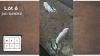 2X WIT BLESBOK M:2 (Per Piece to take the lot/Per stuk om lot te neem)