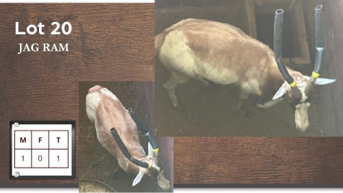 1X GEEL BLESBOK M:1