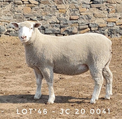 1X EWE JC200041 JANCOR IDF STOET