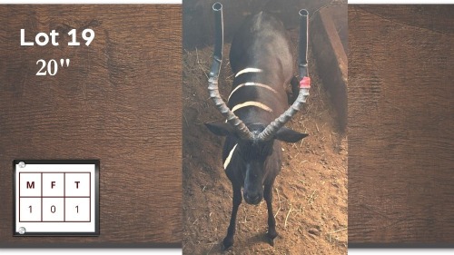 1X 20" SWART ROOIBOK M:1