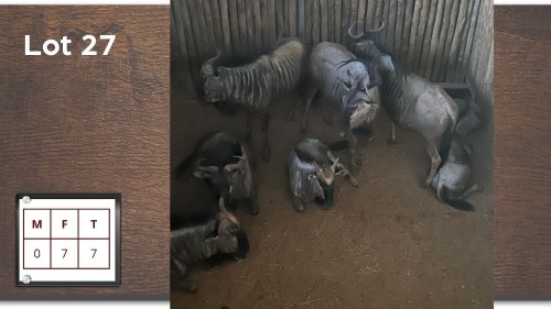 7X BLOUWILDEBEES V/F:7 (Per Piece to take the lot/Per stuk om lot te neem)