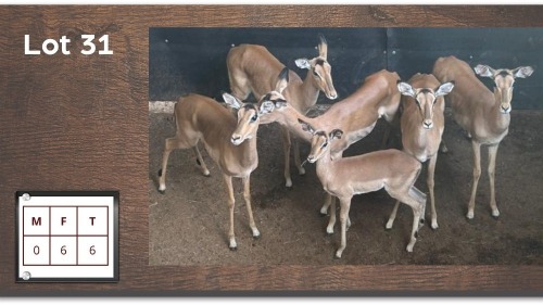 6X ROOIBOK V/F:6 (Per Piece to take the lot/Per stuk om lot te neem)