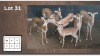 6X ROOIBOK V/F:6 (Per Piece to take the lot/Per stuk om lot te neem)