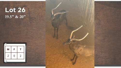 2X SWART ROOIBOK M:2 (Per Piece to take the lot/Per stuk om lot te neem)