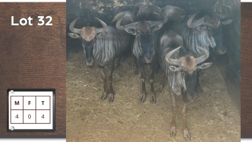 4X BLOUWILDEBEES M:4 (Per Piece to take the lot/Per stuk om lot te neem)