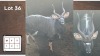 1X NYALA M:1