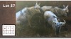 4X BLOUWILDEBEES V/F:4 (Per Piece to take the lot/Per stuk om lot te neem)