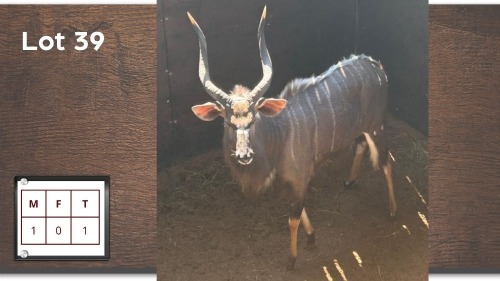 1X NYALA M:1