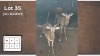 2X ROOIBOK M:2 (Per Piece to take the lot/Per stuk om lot te neem)