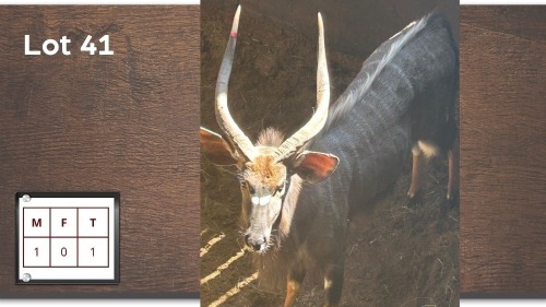 1X NYALA M:1