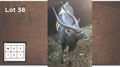 1X NYALA M:1