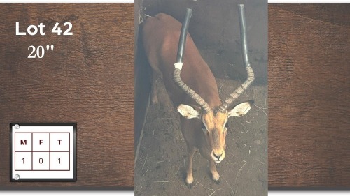 1X 20" ROOIBOK M:1