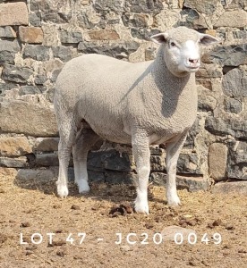 1X EWE JC200049 JANCOR IDF STOET