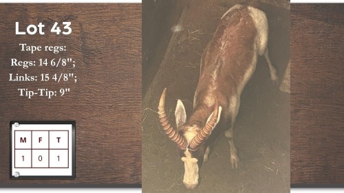 1X SAALRUG BLESBOK M:1