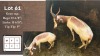1X SAALRUG BLESBOK M:1
