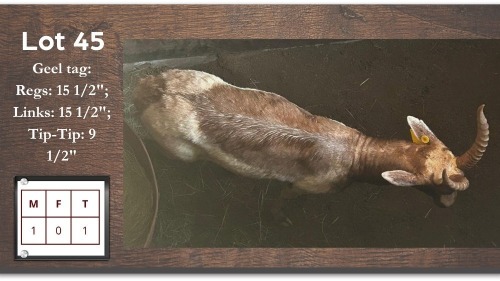 1X SAALRUG BLESBOK M:1