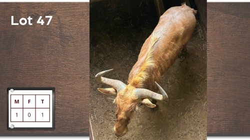 1X GOUE WILDEBEES M:1