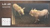 2X GOUE WILDEBEESTE (Per Piece to take the lot/Per stuk om lot te neem)