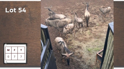 7X BLOUWILDEBEES V/F:7 (Per Piece to take the lot/Per stuk om lot te neem)