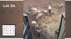 7X BLOUWILDEBEES V/F:7 (Per Piece to take the lot/Per stuk om lot te neem)